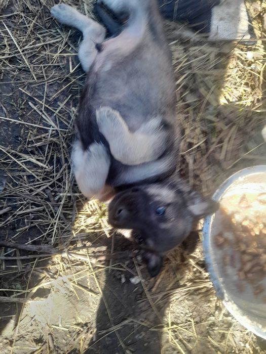 Безкоштовно цуценята