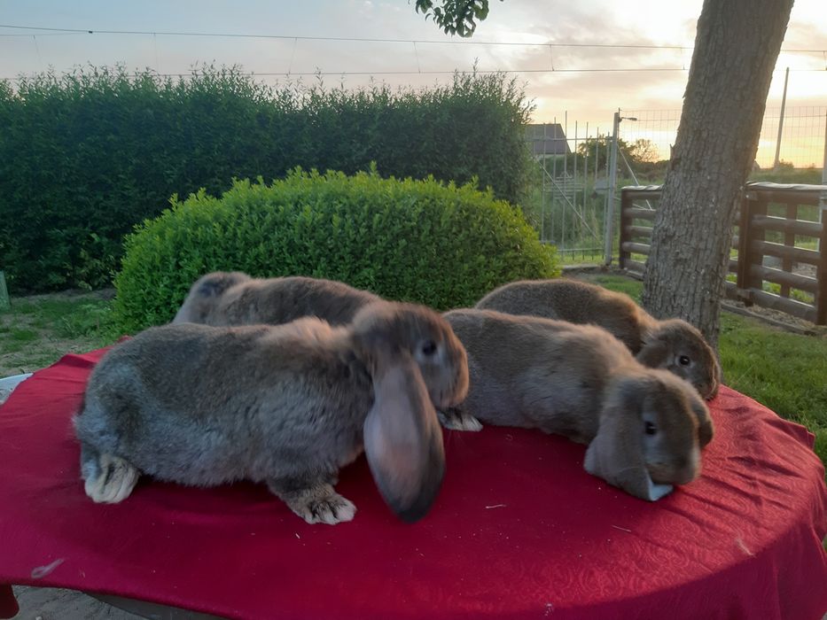 Francuski baran szary