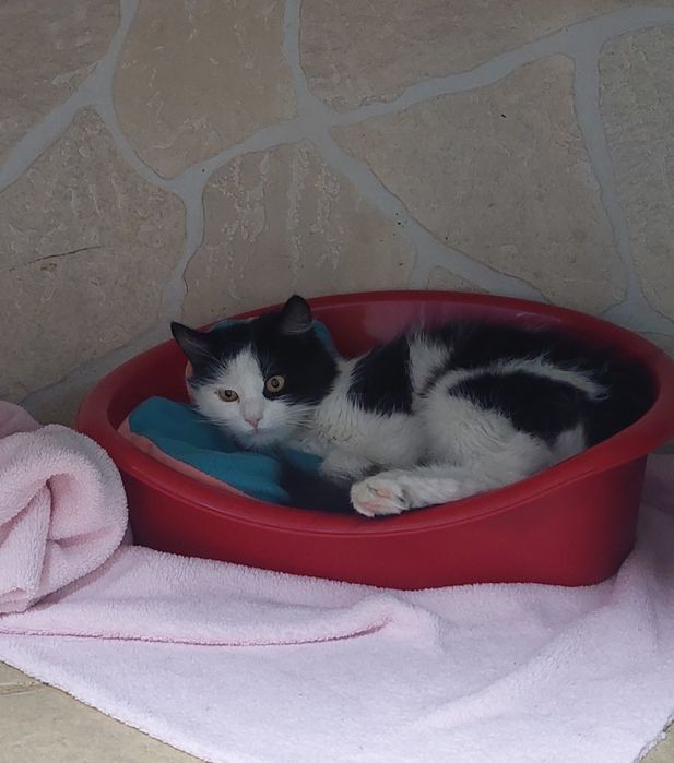 Отдам даром в добрые руки черно-белую кошечку