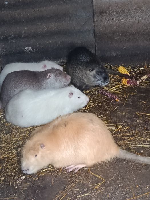 Продам м'ясо нутрій і нутрій сім'я ми