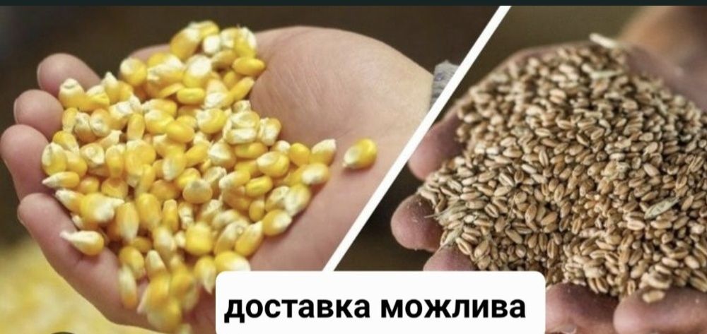 Зерно пшениця, кукурудза, ячмінь,макуха соняшникова,макуха соєва. Зерно чисте та сухе. Ціну уточнюйте.