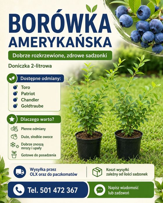 Borówka amerykańska