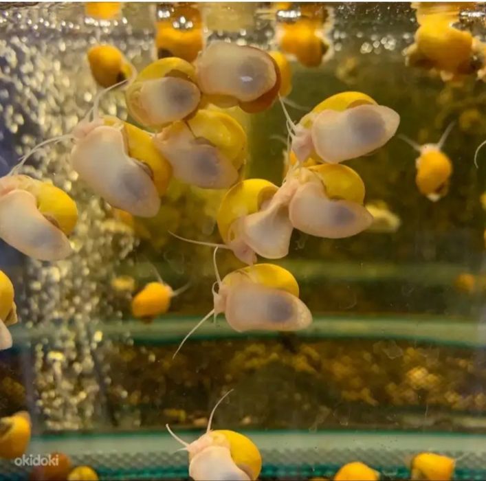 Улитки ампулярии