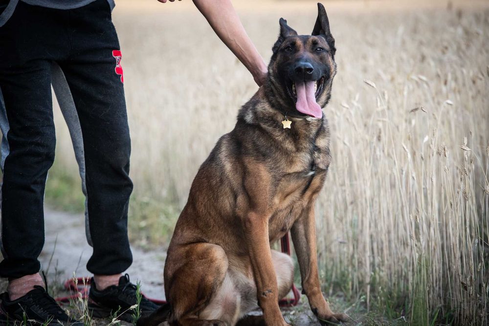 Waleczny Mars szuka swoich ludzi - psiak w typie belg malinois