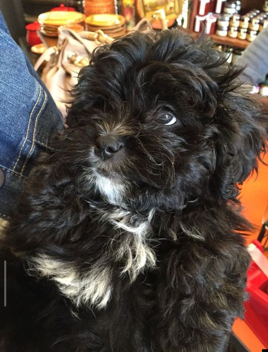 Красунечка мальтіпу