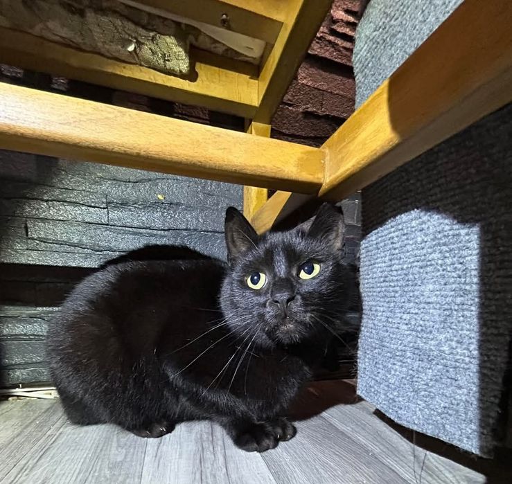 Bakuś szuka domu na zawsze