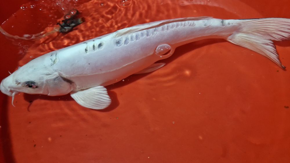 Carpa koi branca