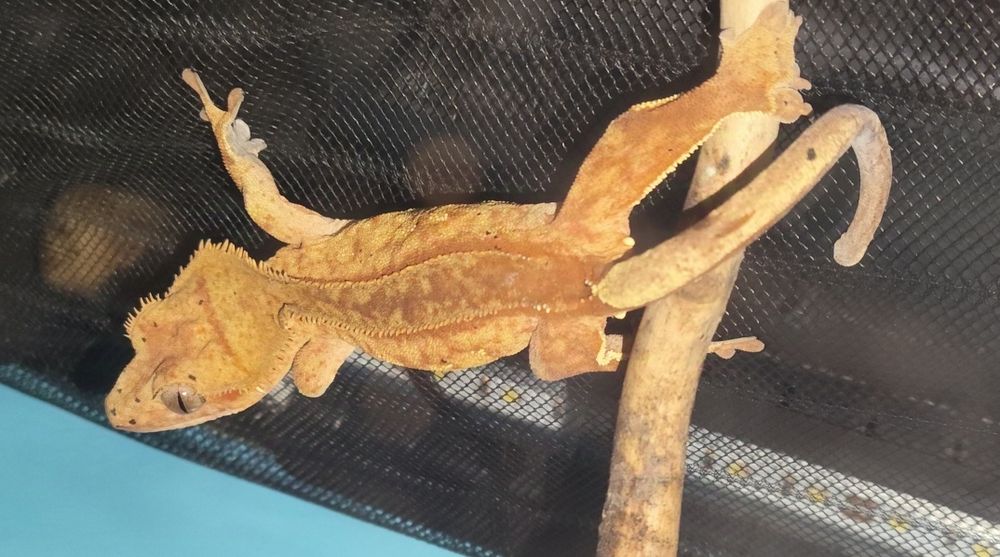 Para gekonów orzesionych Red brindle dalmatian i Orange super dalmatia