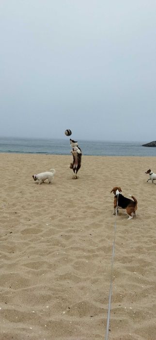 Hospedagem Familiar  Cães/ Creche/ Passeios (VNG)