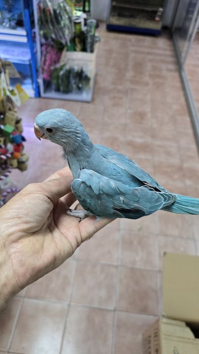 Aratinga jandaia e ring neck