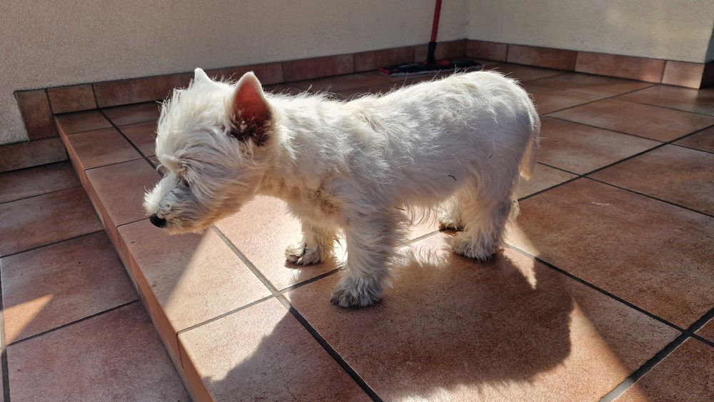 piesek West Highland White Terrier FCI z metryką ZKwP -po MultiChampionie