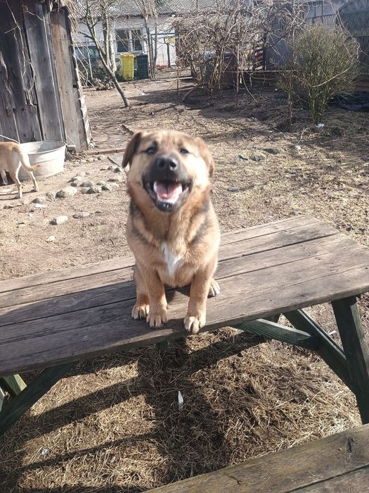 Oddam pieska w dobre ręce