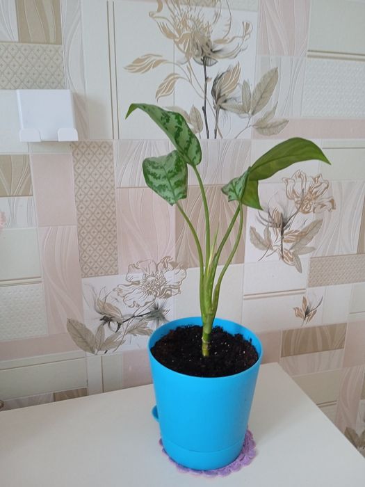 Комнатные растения.Аглаонема Silver Quin