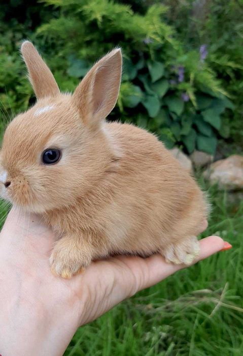 Нидерландский кролик, торчеухие из питомника в Киеве!