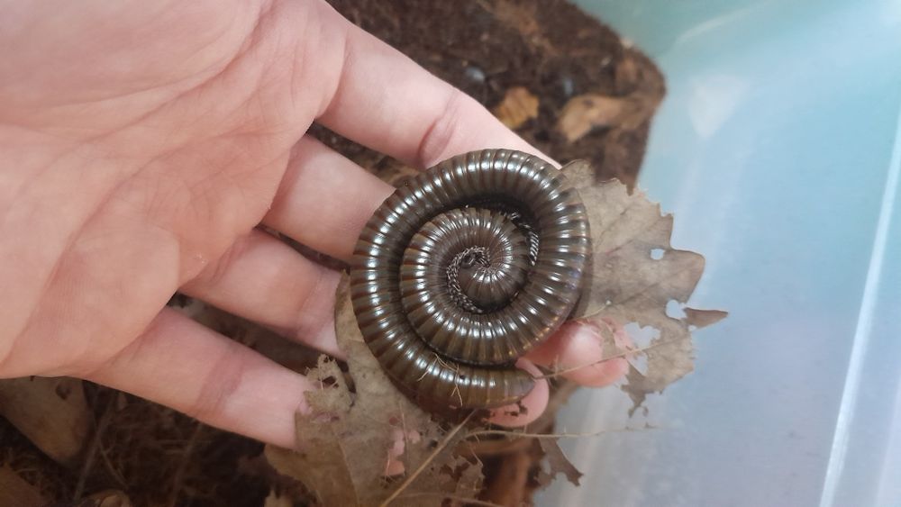 Telodeinopus aoutii – krocionóg kenijski, wij kenijski (młode)