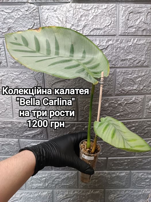 Калатеи "Bella Carlina", Lancifolia, Orbifolia, Network, Fasciata