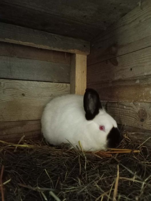 Samica królik kalifornijski