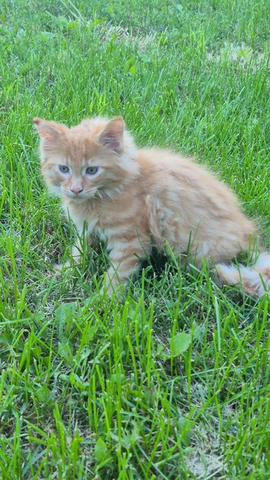 Maine Coon rudy kocurek