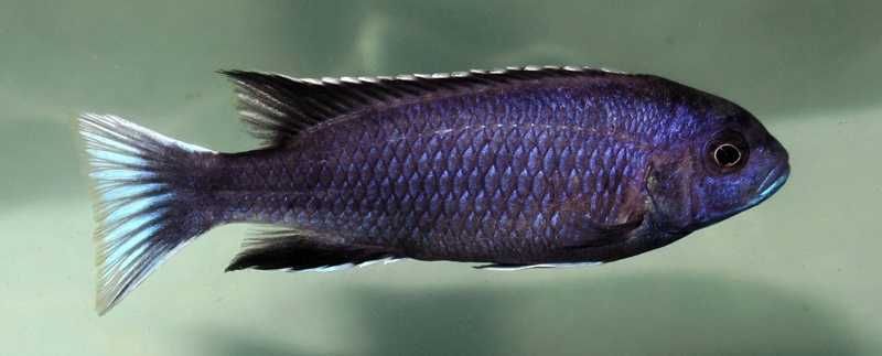 Pseudotropheus Acei Ngara TRIO
