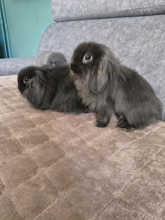 Króliczki miniaturki baranek/lop