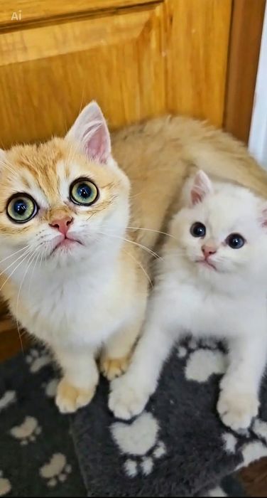 Британскі котенята
