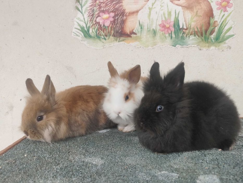 Coelhos Anões Mini Lionhead
