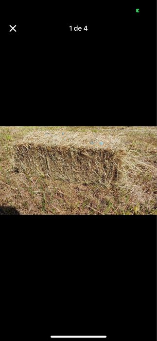 Feno ou palha nascediço