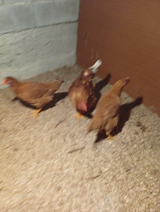 Trio de frangos..2 pintas e 1 pinto..