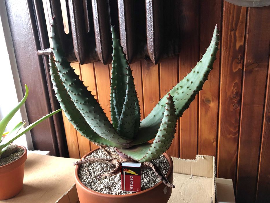 Aloes uzbrojony, Aloe Ferox - rzadki okaz dla kolekcjonera