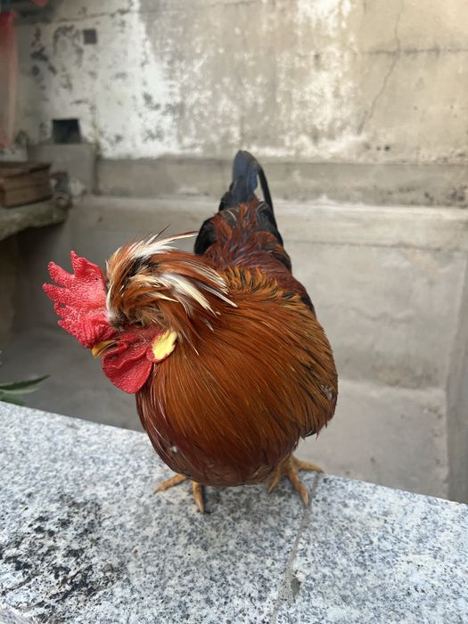 Granizo de idade nova