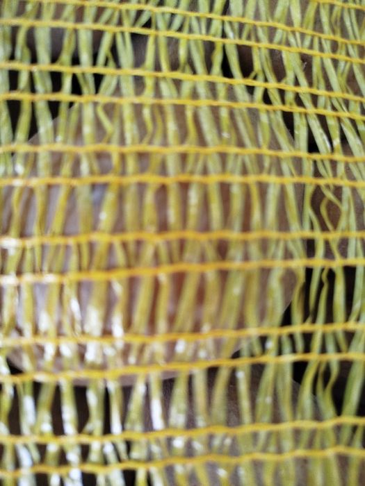 Batata Agria 20 Kilos excelente 2025