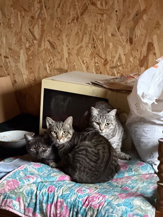 Котики в добрі руки