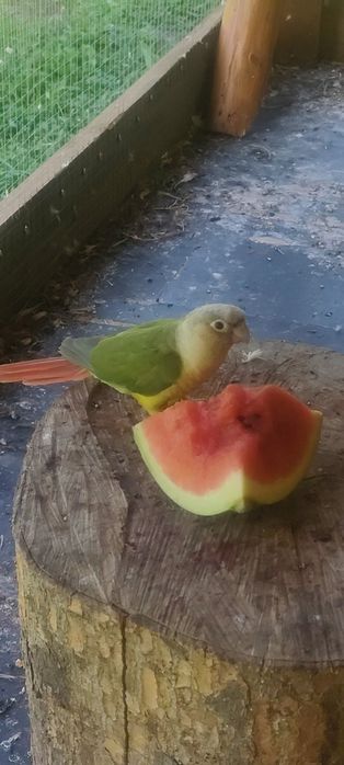 papugi ,papuga sprzedam