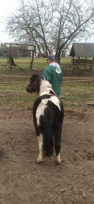 Klacze kucyki Szetlandy