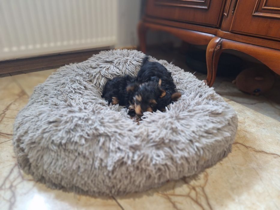 Yorkshire terrier z dokumentami