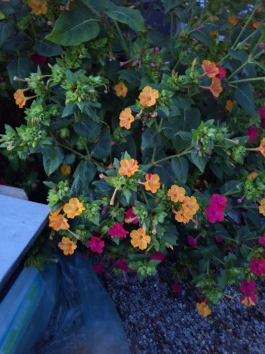 Nasiona dziwaczki dziwaczek