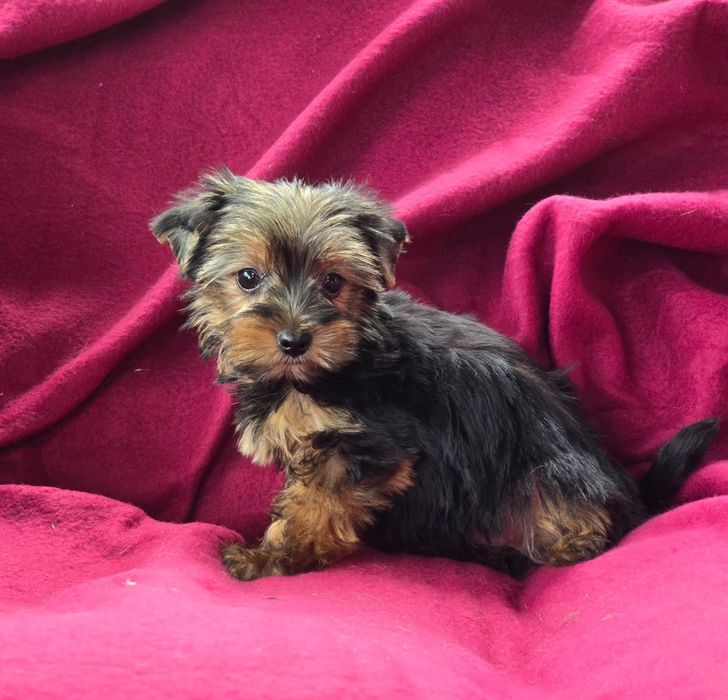 Suczka Yorkshire terrier