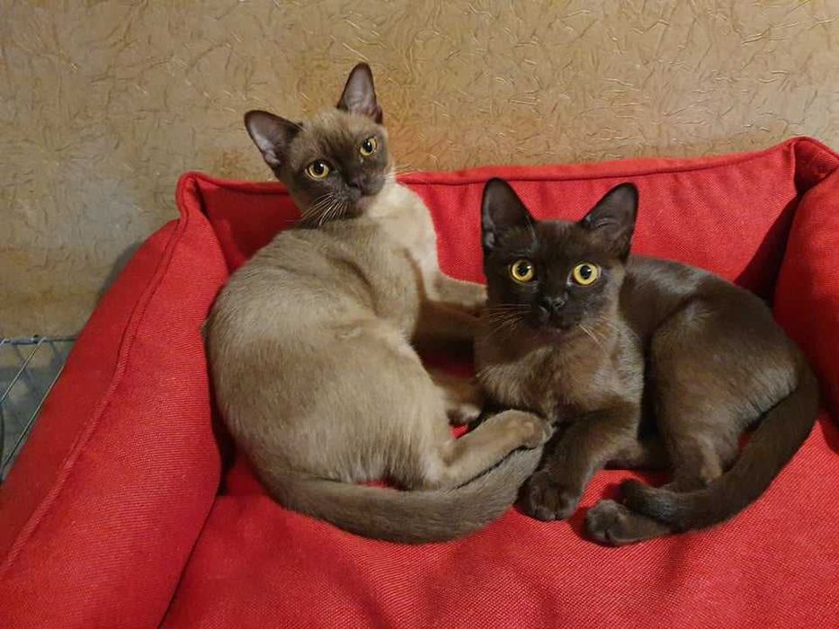 Коты бурмы американской!