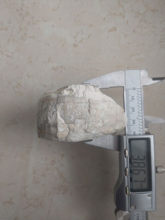Skamieniały Jeżowiec Echinocereus - Kreda - Skamielina