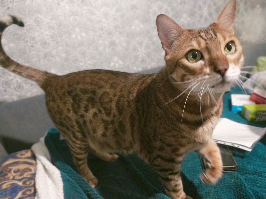 Бельгийский  кот в хорошие руки