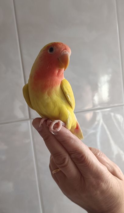 Agapórnis criados á mão