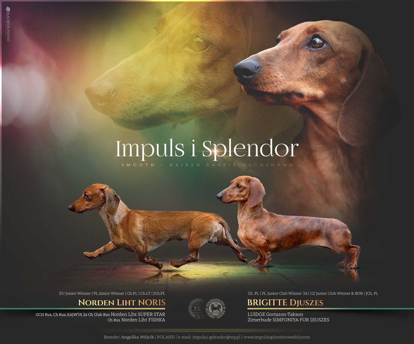 Jamnik króliczy krótkowłosy ZKwP/FCI cudny AMIGO