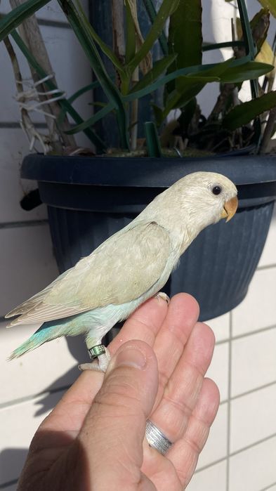 Agapornis domesticado