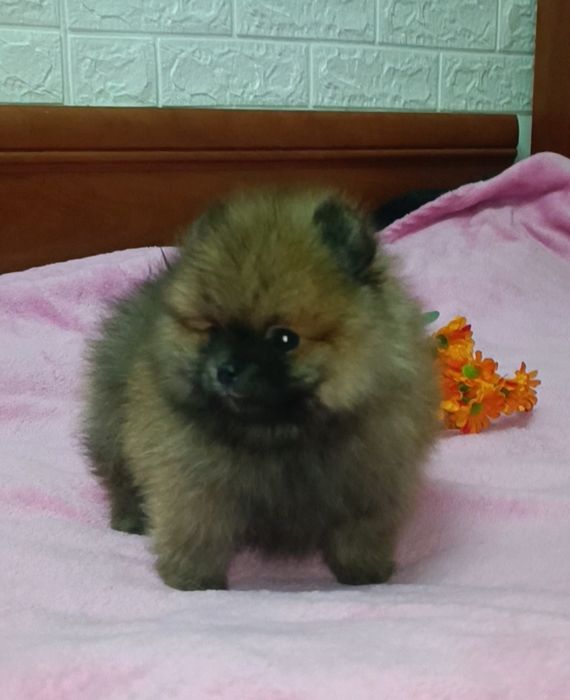 Мальчик рыжик померанский шпиц