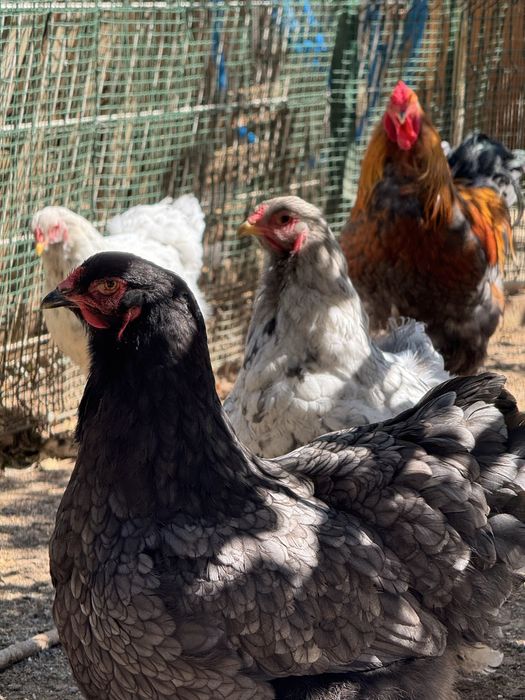 OVOS sedosa, fénix, orpington, araucana, leghorn e brahma