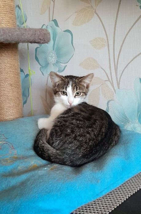 Маленький котёнок мальчик табби ищет дом! котята в хорошие руки!