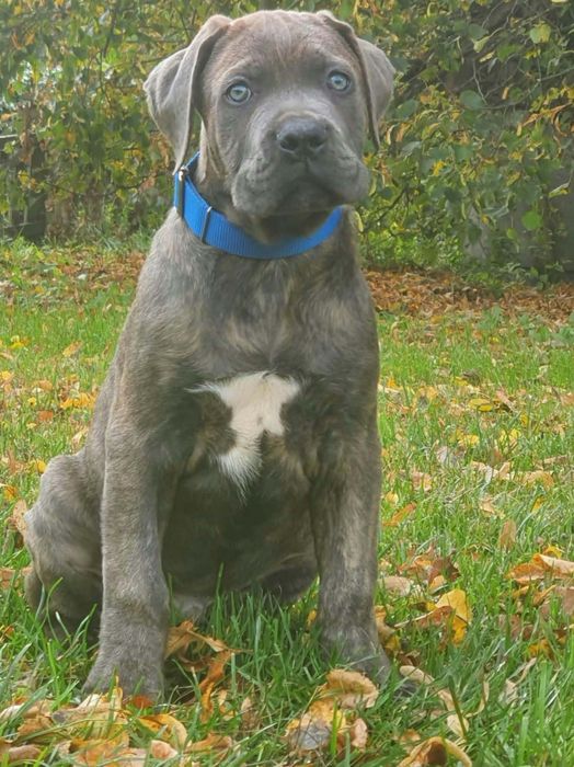 Cane Corso piesek ZKWP/FCI