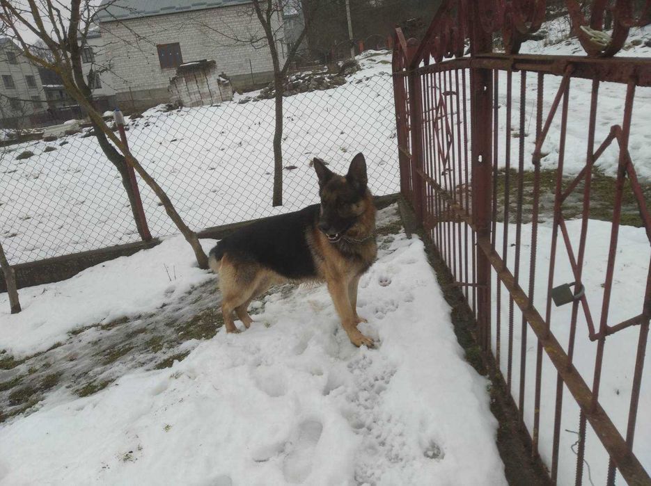 Німецька Вівчарка  кобель злучка в'язка