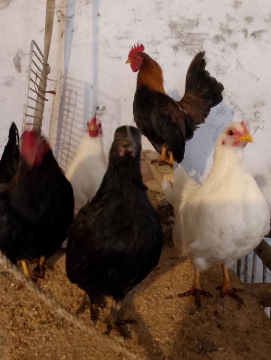 Koguty Serama,Seramy