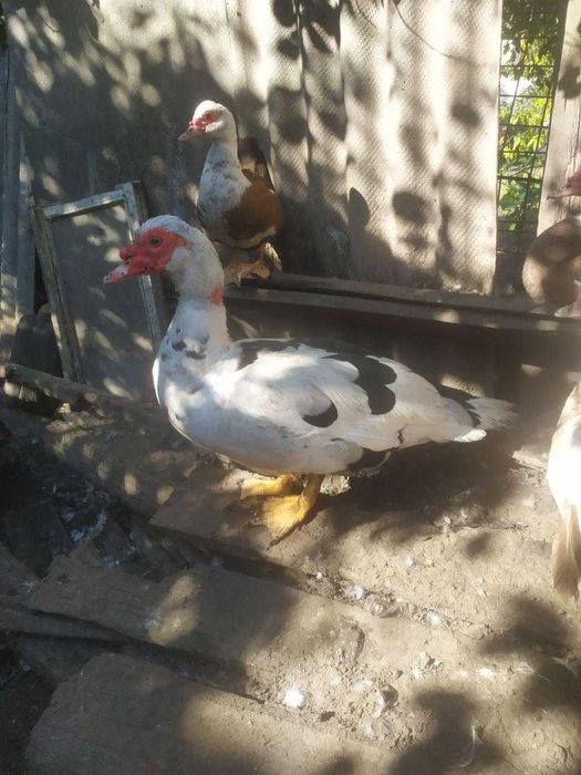 Мускусна утка (iндоутка), утята